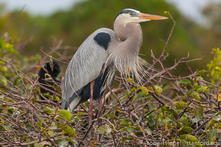 great blue heron